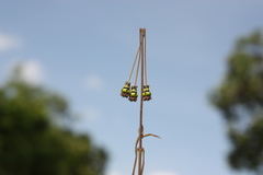 Brachystelma ciliatum